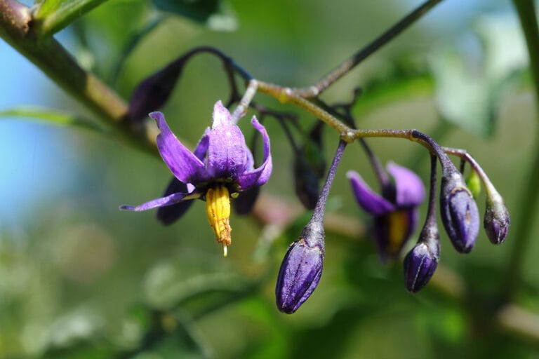 Nachtschattenlähmung